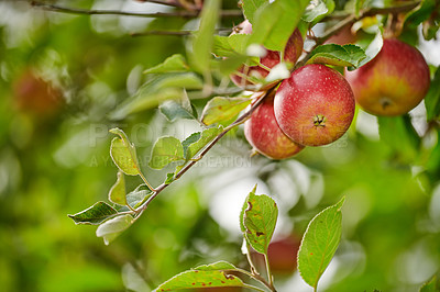 Buy stock photo Beautiful red apples ready to be harvested from a tree to be sold to shops. Delicious Honeycrisp fruit on a tree prepared to be gathered as organic and fresh produce for sale at grocery stores
