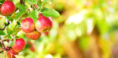 Buy stock photo Closeup of sweet red apples growing on apple tree branch with green leaves with copy space. Healthy natural fruit cultivated on a farm to produce seasonal fresh crops. Agriculture is vital