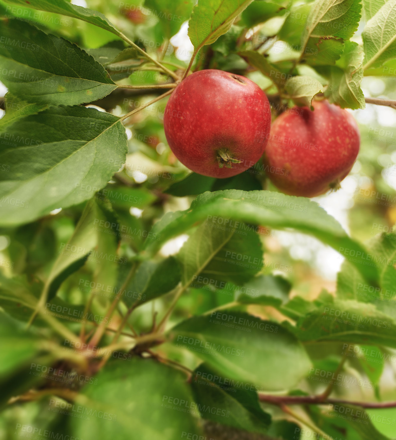 Buy stock photo Closeup of fresh red apples, healthy and delicious snack fruit growing for nutrition, diet or vitamins. Apple tree on sustainable orchard farm in remote countryside with lush green stems and branches