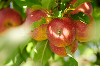 Buy stock photo Red apples growing on trees for harvest in an agriculture orchard outdoors. Closeup of ripe, nutritious and organic fruit cultivated in season on a farm. Delicious fresh produce ready to be picked