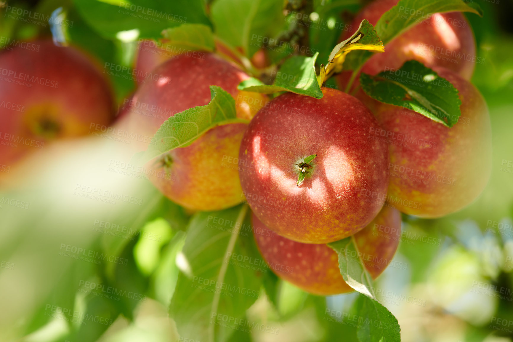 Buy stock photo Red apples growing on trees for harvest in an agriculture orchard outdoors. Closeup of ripe, nutritious and organic fruit cultivated in season on a farm. Delicious fresh produce ready to be picked