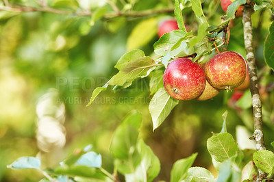 Buy stock photo Beautiful red apples ready to be harvested from a tree on a farm with copyspace. Delicious ripe fruit prepared to be gathered and sold as organic and fresh produce. Fresh food to be picked for eating