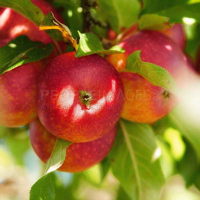 Buy stock photo Closeup of red apples ripening on a tree with vibrant leaves in a sustainable orchard on a farm in remote countryside. Growing fresh, healthy fruit produce for nutrition on an agricultural farmland