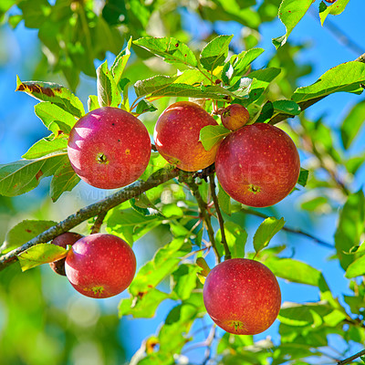 Buy stock photo Delicious red apples on a tree with green leaves against blue sky background. Closeup of healthy organic fruit growing on an orchard on a sustainable farm. Nutritious fresh produce in harvest season