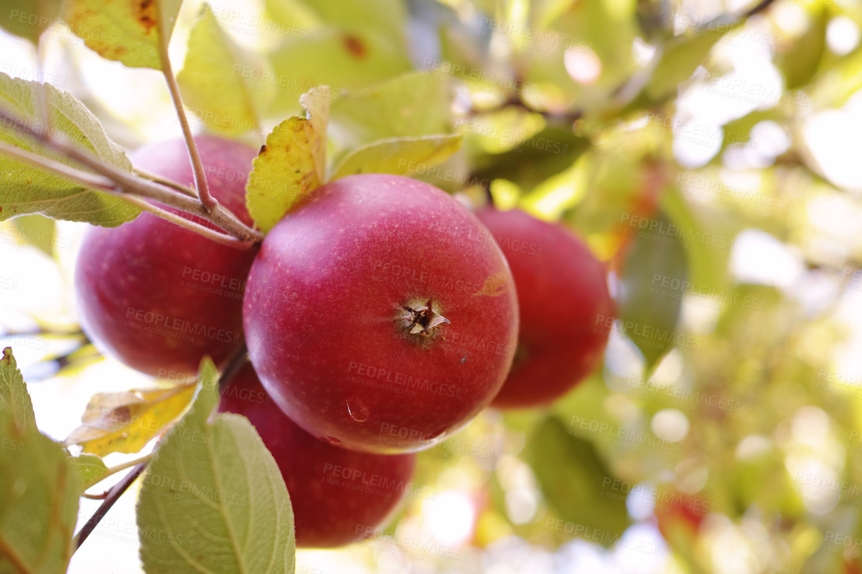 Buy stock photo Bright red apples growing on a fruit tree outdoors on a farm on a sunny summer day. Beautiful organic produce or crops that is ripe and ready for harvest during the autumn season