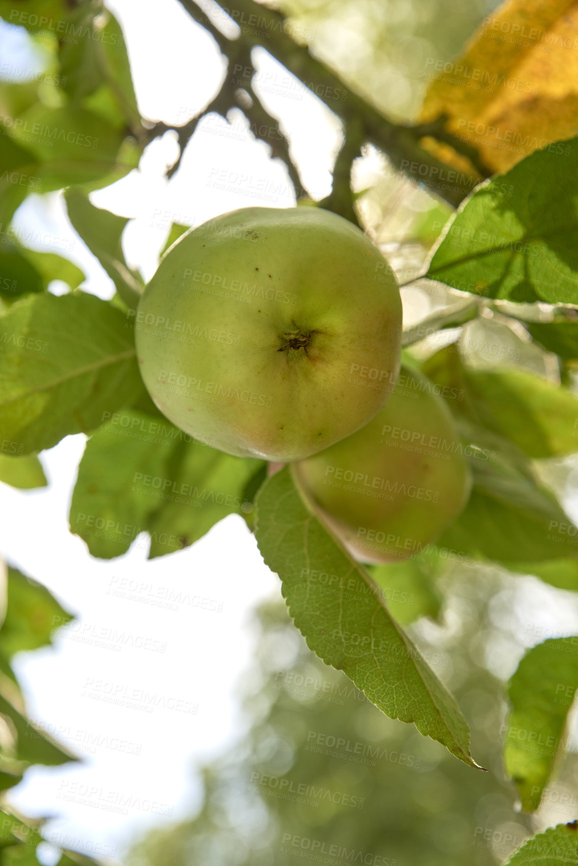 Buy stock photo Closeup of fresh green apples on sustainable orchard farm in farming countryside with branch leaves. View of an apple tree with healthy, delicious snack fruit growing for nutrition, diet or vitamins