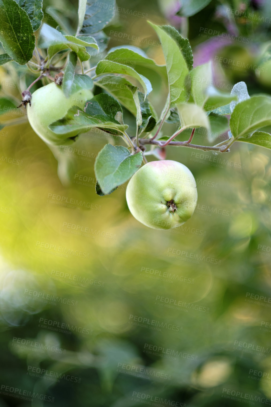 Buy stock photo Organic fruit growing on an orchard on a sustainable farm during harvesting season with copy space. Delicious green apples hanging on a tree in an eco friendly environment with a blurred background