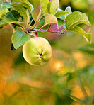Apples