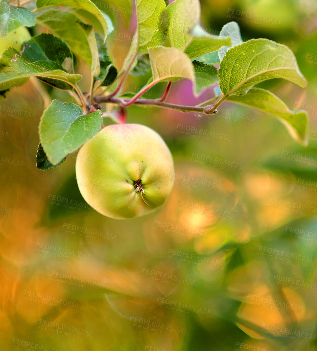 Buy stock photo Closeup of a green apple ripening on a tree with vibrant leaves in a sustainable orchard on a farm in the countryside. Growing fresh, healthy fruit produce for nutrition on an agricultural farmland