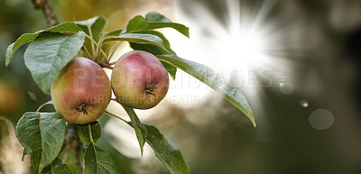 Buy stock photo Red and green apples ripening on a tree in a sustainable orchard on a farm in a remote countryside from below. Growing fresh, healthy fruit produce for nutrition and vitamins on agricultural farmland