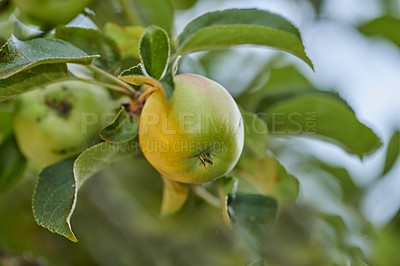Buy stock photo Closeup of a green apple ripening on a tree in a sustainable orchard on a farm in a remote countryside from below. Growing fresh, healthy agricultural fruit produce for nutrition and vitamins
