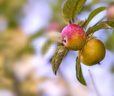 Buy stock photo Red and green apples ripening on a tree in a sustainable orchard on a farm in a remote countryside. Growing fresh, healthy fruit produce for nutrition and vitamins on an agricultural farmland