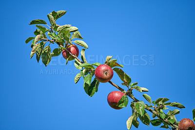 Buy stock photo Apple tree branch isolated on a blue background outside in autumn. Low angle of red fruit growing with leaves in an orchard, ripe for harvest. Organic and sustainable farming produce with copy space