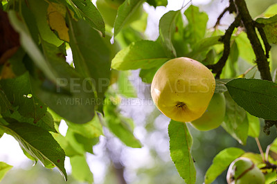 Buy stock photo One yellow apple on an orchard tree with green leaves. Golden delicious organic fruit growing on a cultivated or sustainable farm. Healthy ripe produce hanging on a branch during harvesting season
