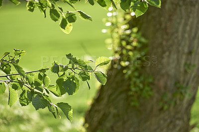 Buy stock photo Closeup view of leaves on a tree in the forest on a summer day in Denmark. Peaceful natural scenery growing in the wild. Lush green flora growing in a remote and scenic location outdoors in nature