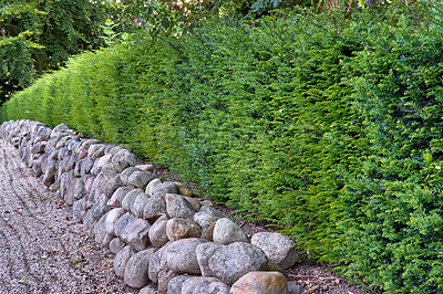 Buy stock photo Landscaping with rocks and ferns as a boundary wall with copy space. Plants and shrubs growing in a hedge in a lush garden. Exterior architecture with a rocky fence enclosure in nature outdoors