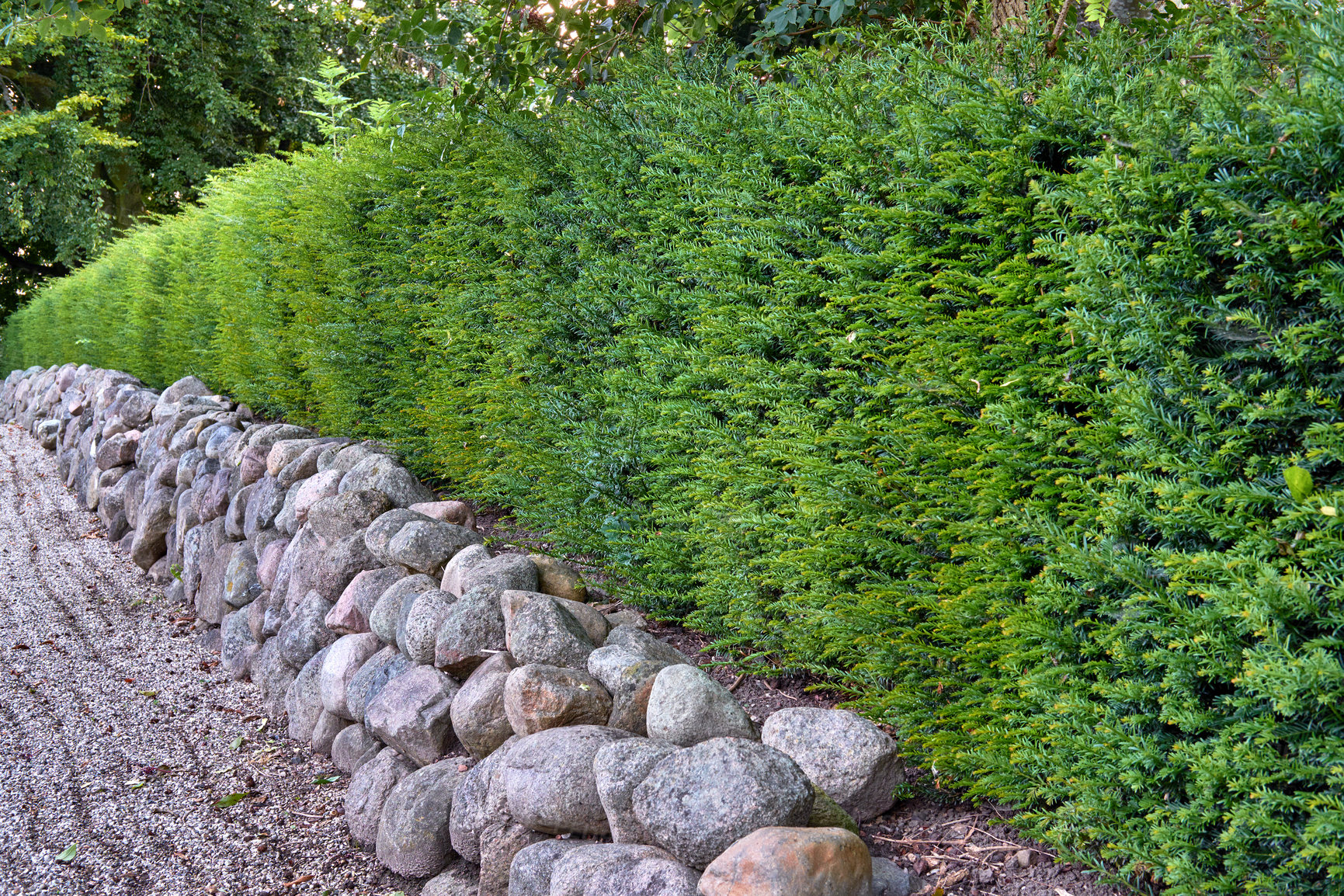 Buy stock photo Landscaping with rocks and ferns as a boundary wall with copy space. Plants and shrubs growing in a hedge in a lush garden. Exterior architecture with a rocky fence enclosure in nature outdoors