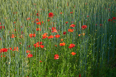 Buy stock photo Nature photos from Denmark