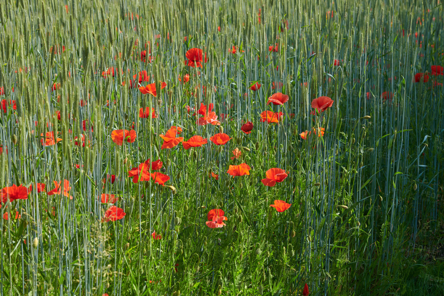 Buy stock photo Nature photos from Denmark