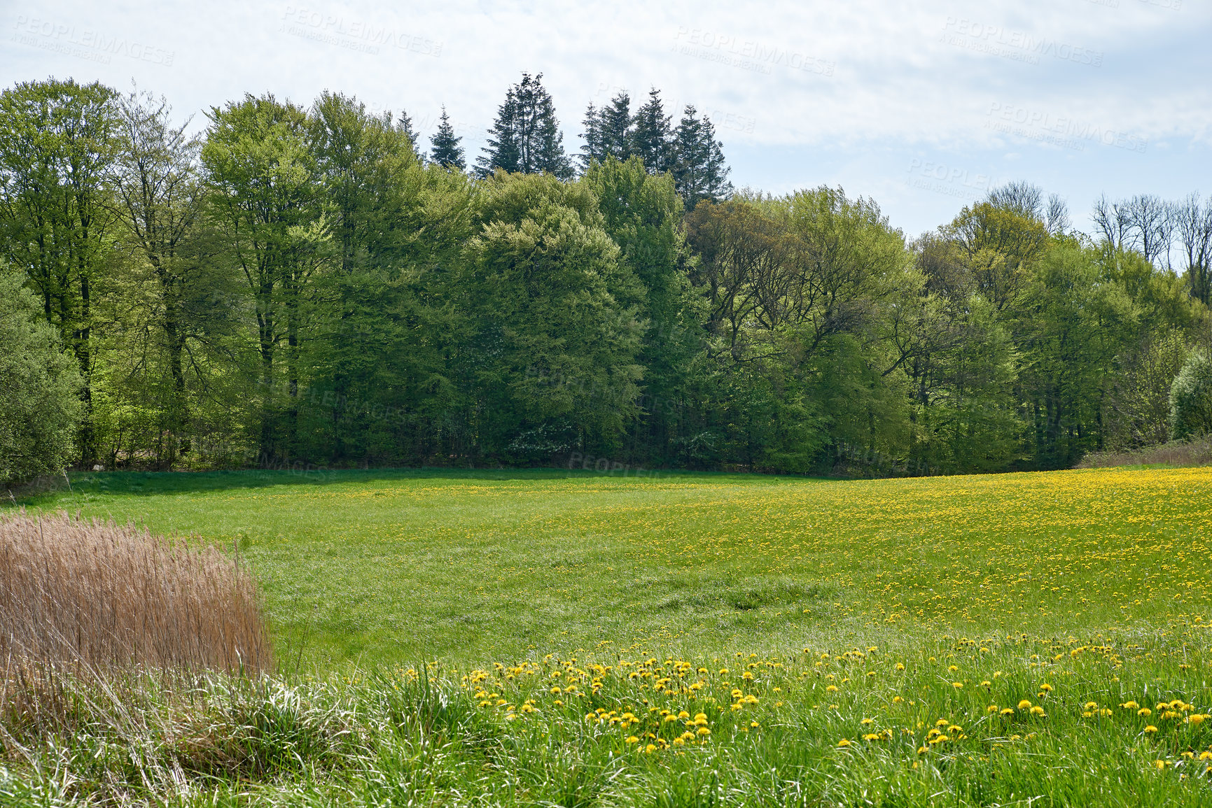 Buy stock photo Nature photos from Denmark