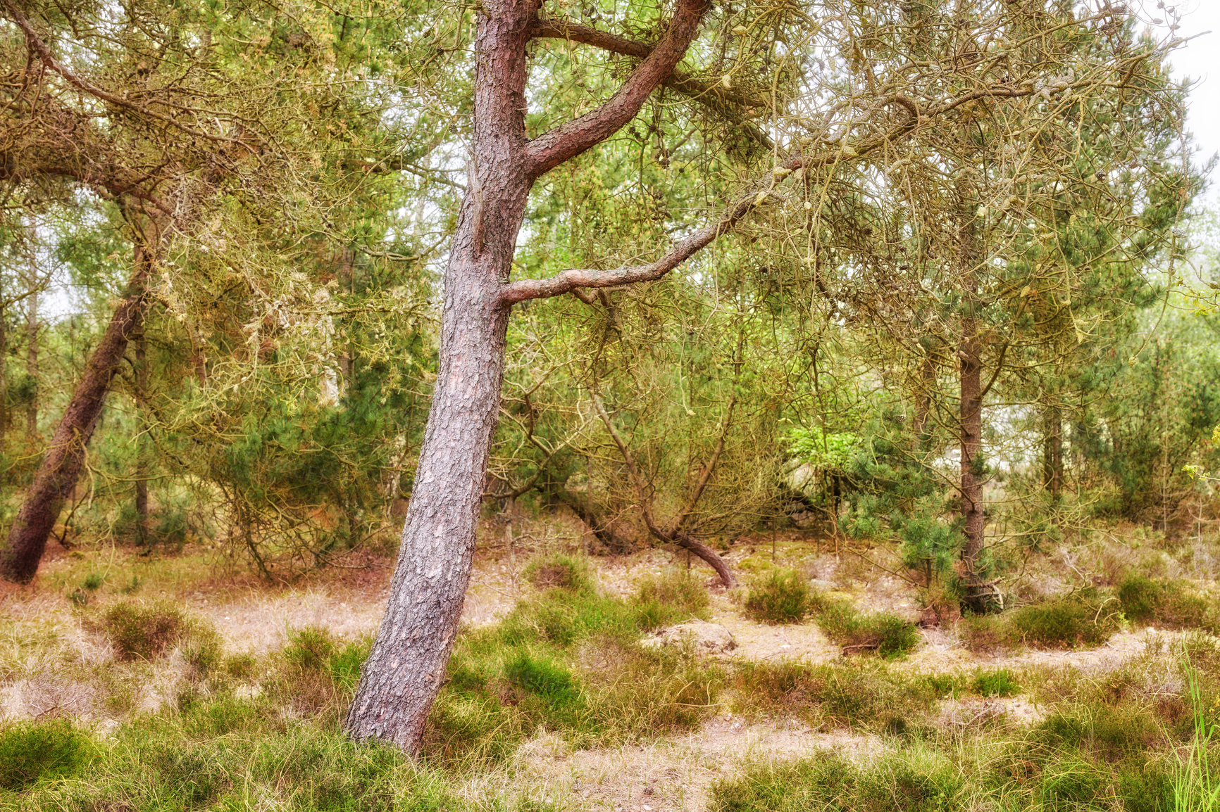 Buy stock photo Nature photos from Denmark