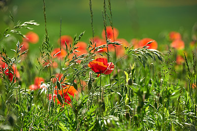 Buy stock photo Nature photos from Denmark