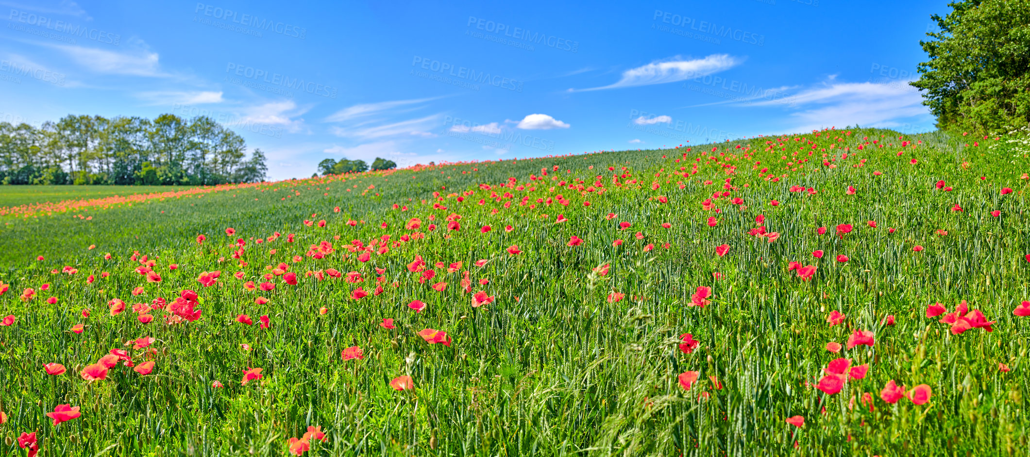 Buy stock photo Nature photos from Denmark