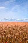 Time for harvest