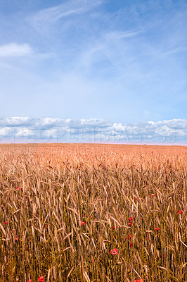 Buy stock photo Nature photos from Denmark