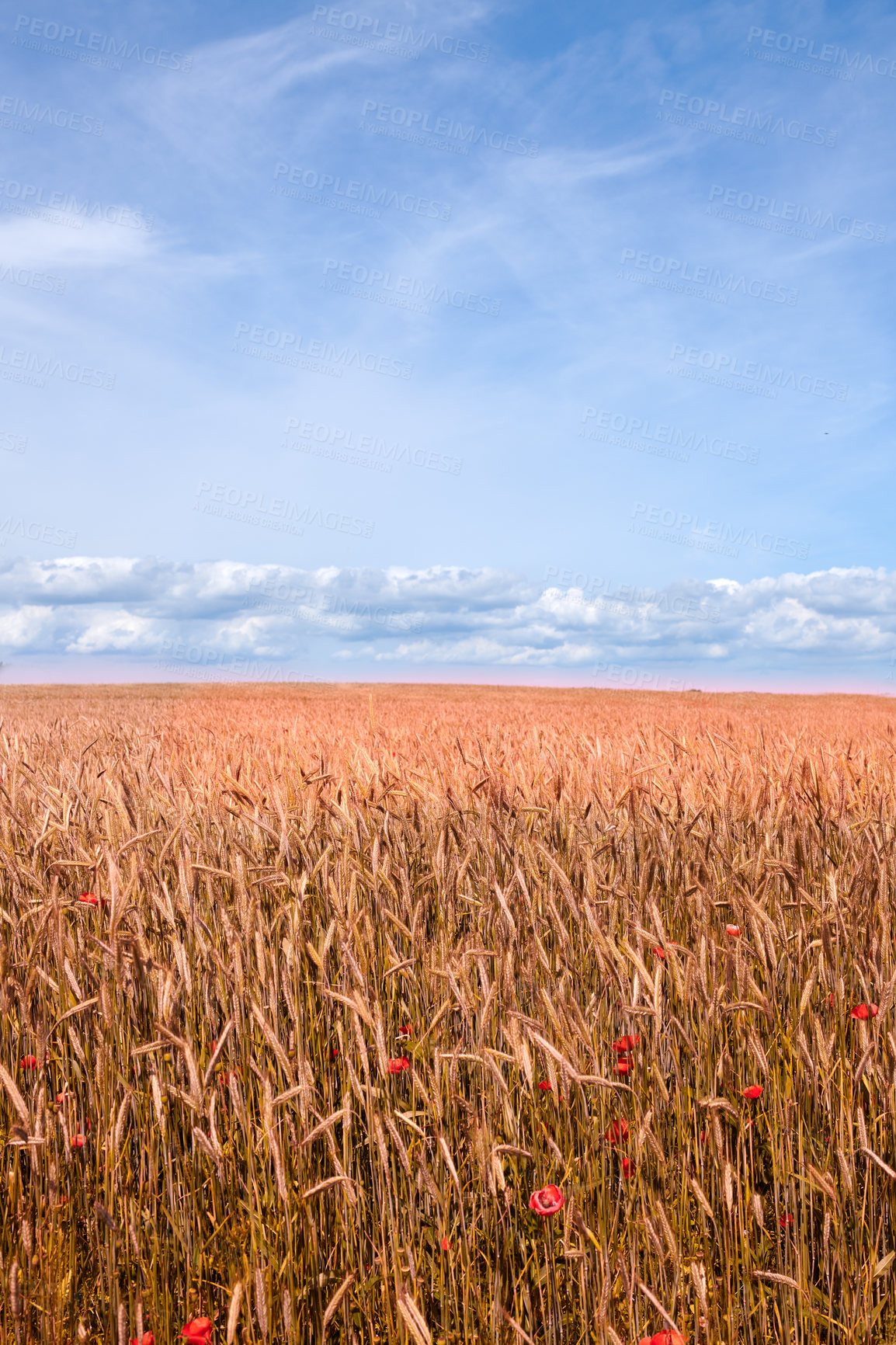 Buy stock photo Nature photos from Denmark