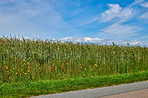 Green fields and blue skies 