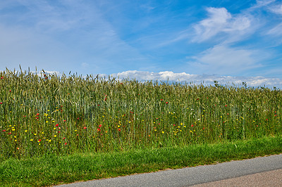 Buy stock photo Nature photos from Denmark