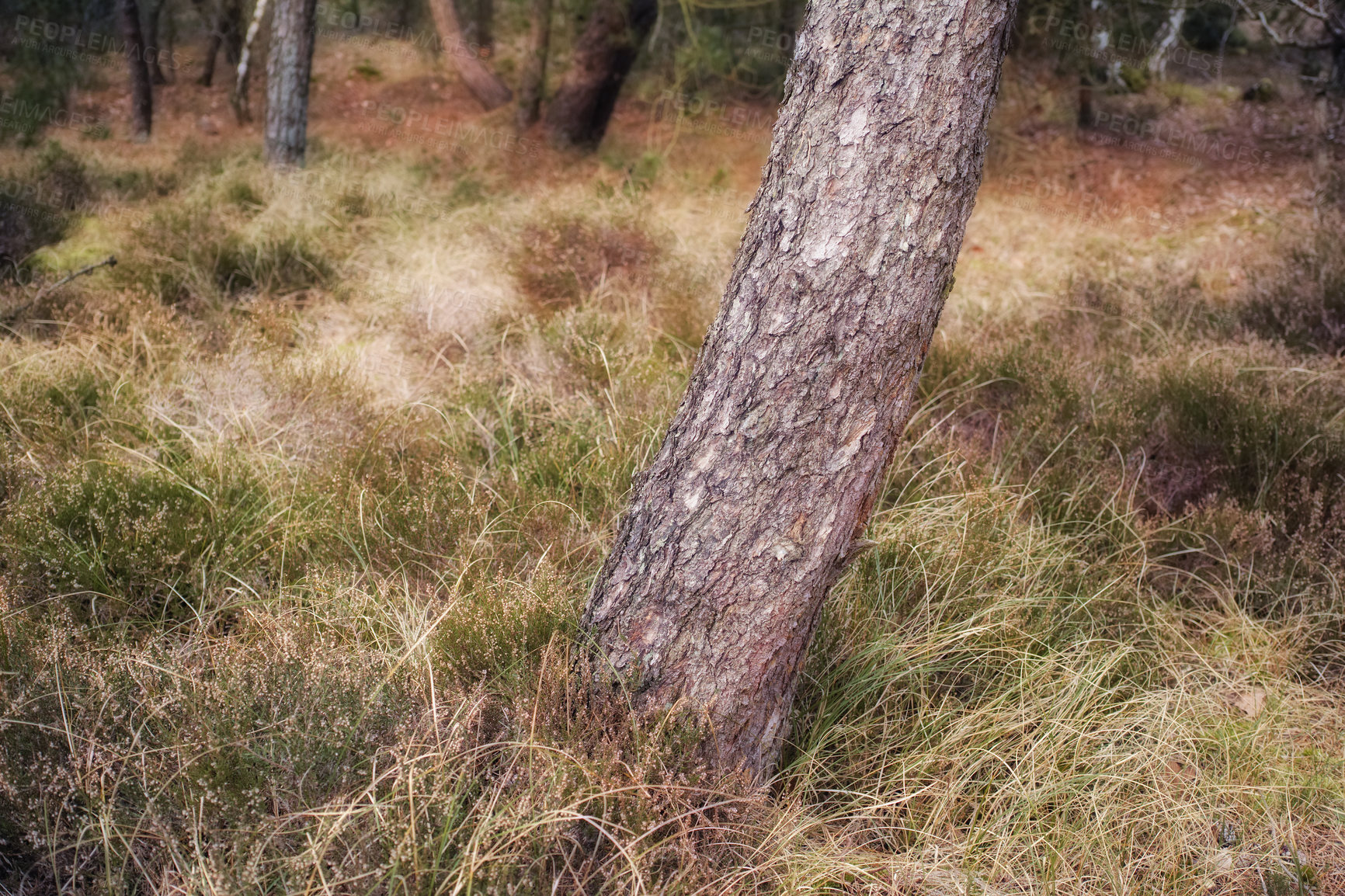 Buy stock photo Nature photos from Denmark