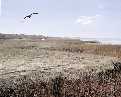 Buy stock photo Nature photos from Denmark