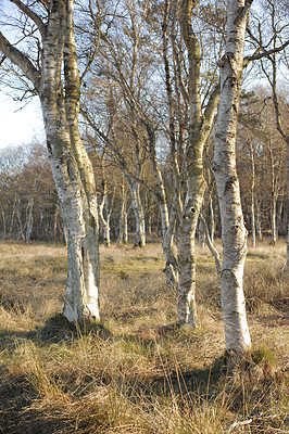 Buy stock photo Nature photos from Denmark