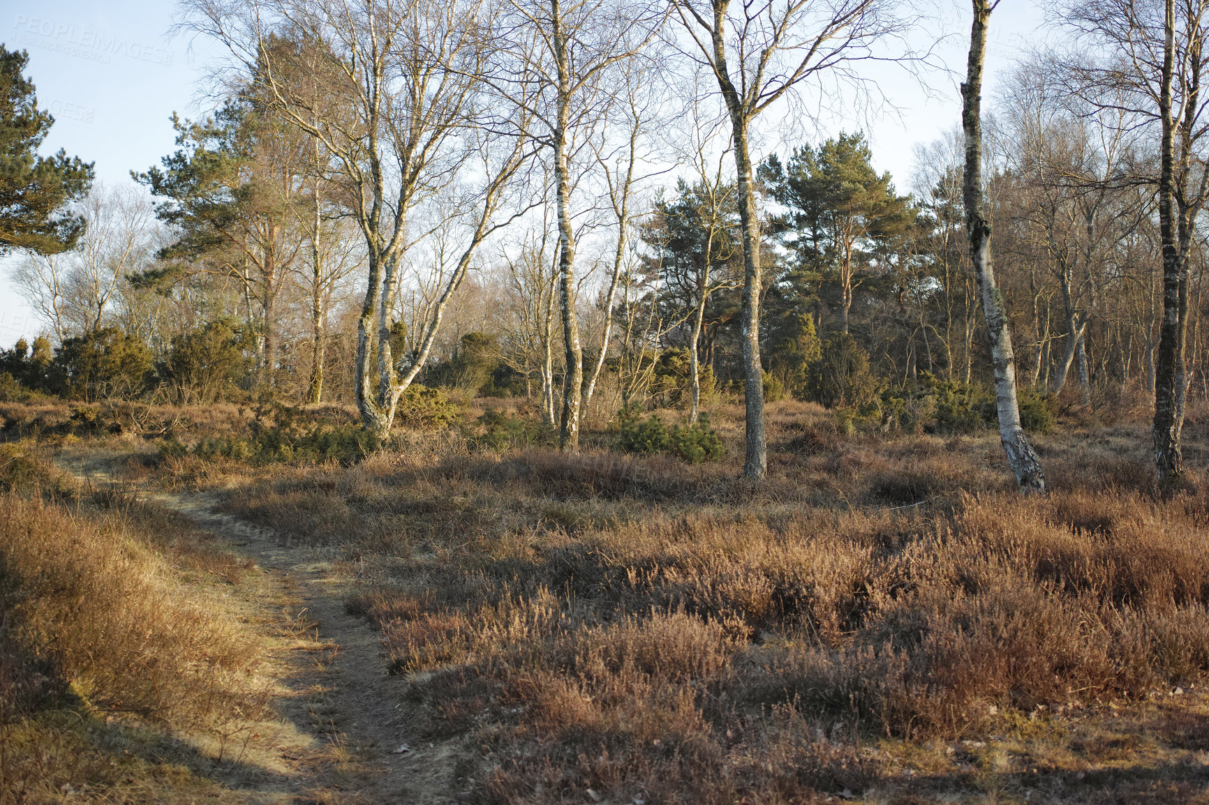 Buy stock photo Nature photos from Denmark