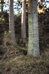 Hardwood forest tree