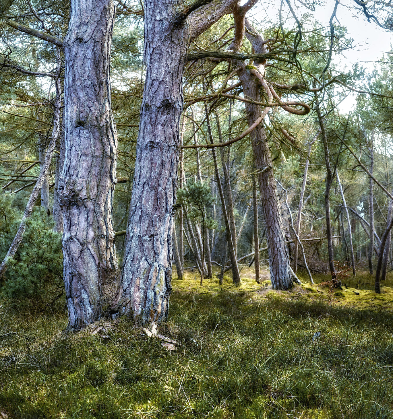 Buy stock photo Nature photos from Denmark