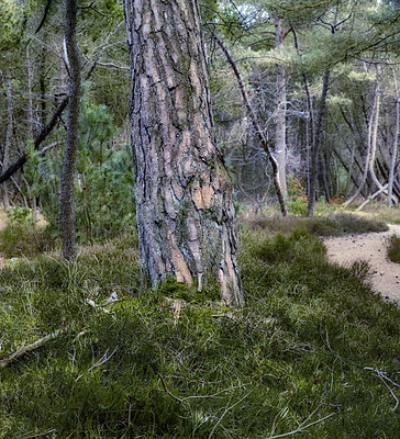 Buy stock photo Nature photos from Denmark