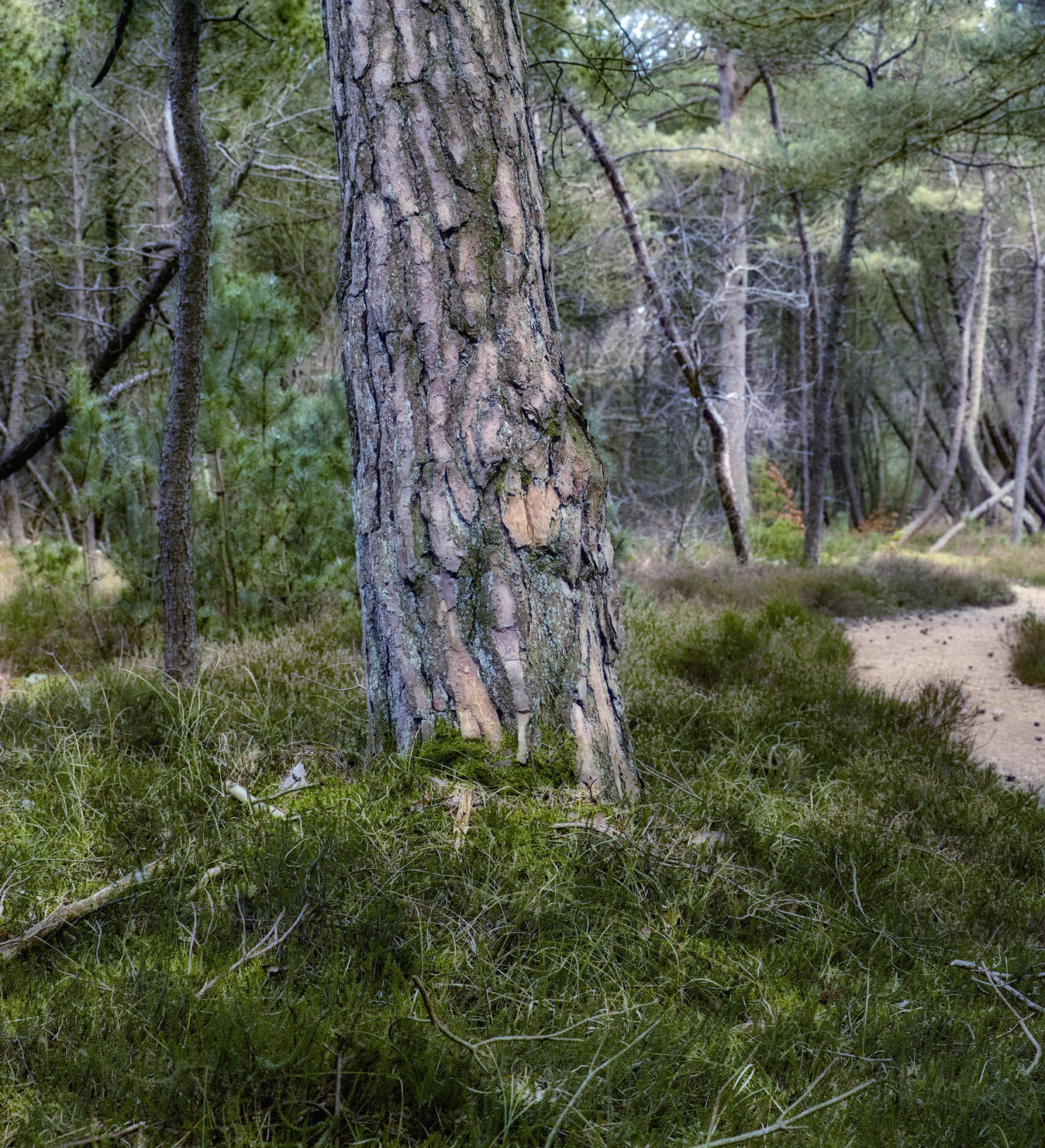 Buy stock photo Nature photos from Denmark