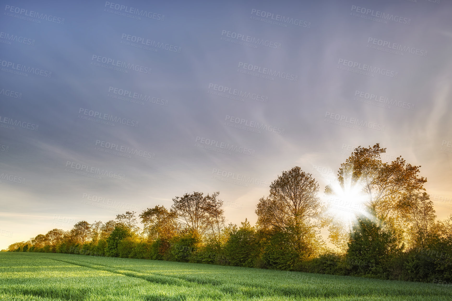 Buy stock photo Grass, growth and trees in nature, farm and sustainability in environment, landscape and agriculture. Outdoor, vegetation and space in countryside, organic and plants in field, flare or production
