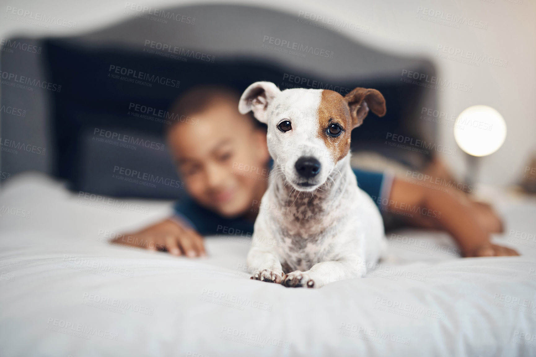 Buy stock photo Dog, animal and portrait on bed in home for relax, cozy and comfortable in morning with young child. Puppy, calm and jack russel in bedroom of apartment for pet, development or weekend with small boy