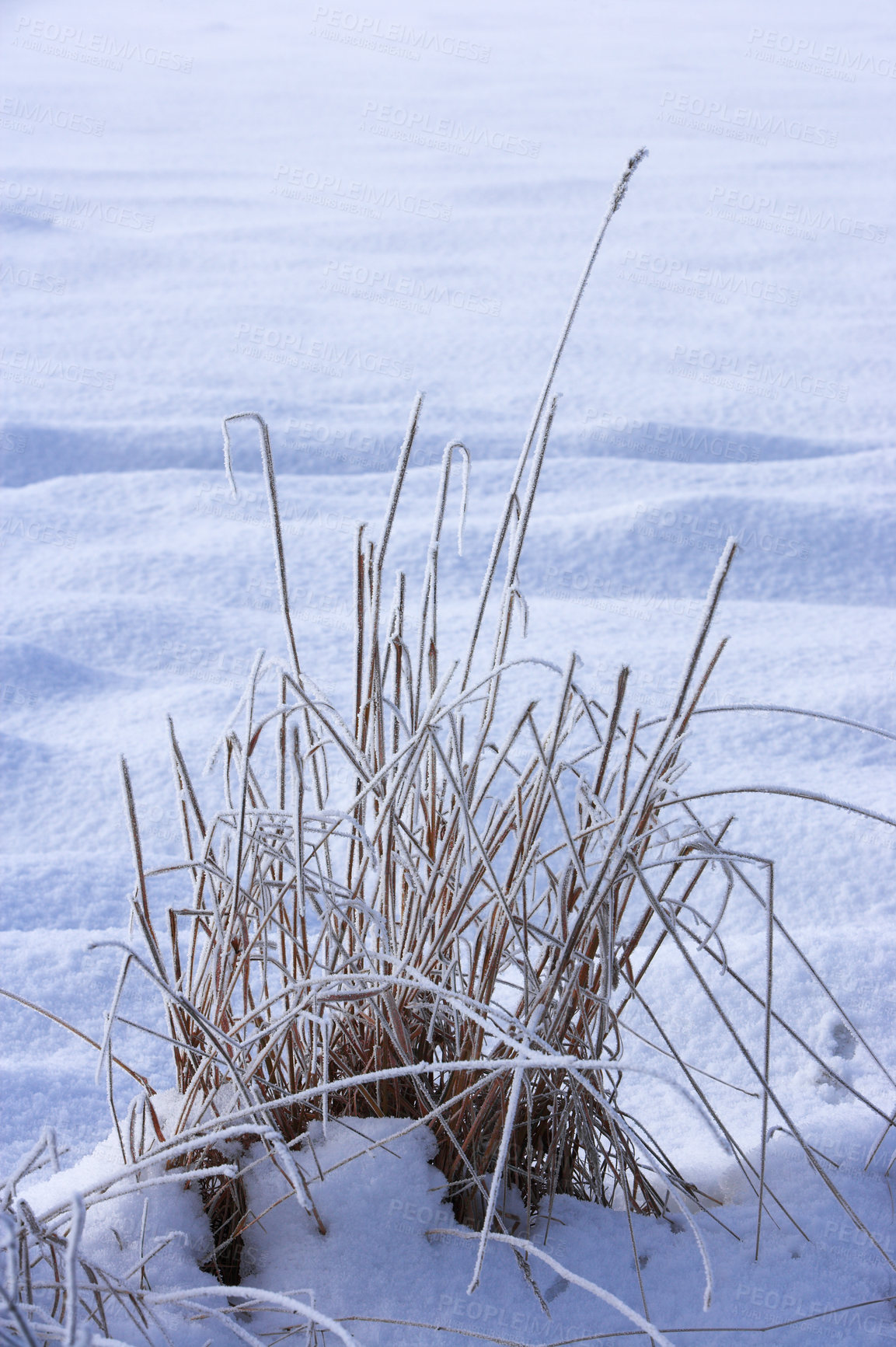 Buy stock photo Winter landscape on a sunny day with blue sky