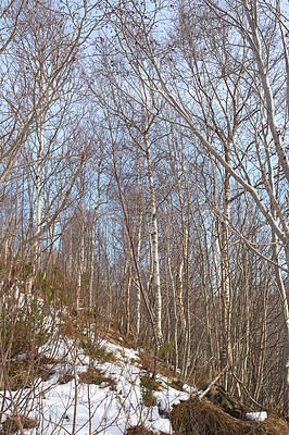 Buy stock photo Winter landscape on a sunny day with blue sky