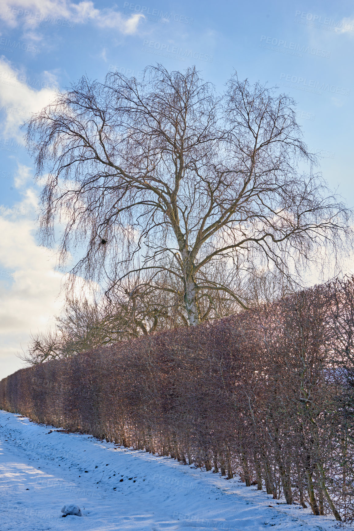 Buy stock photo Winter landscape on a sunny day with blue sky