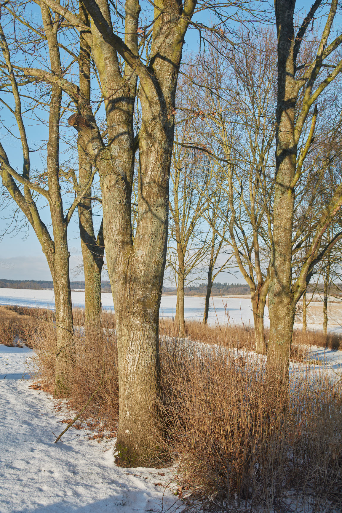 Buy stock photo Winter landscape on a sunny day with blue sky