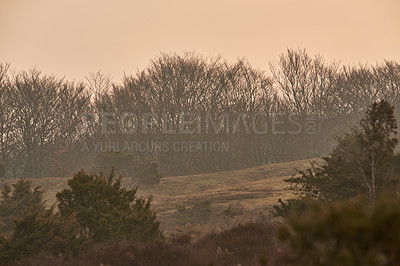 Buy stock photo Peaceful quiet scene of foliage and greenery in secluded rural nature with copy space. Misty brown landscape of trees and plants on a grassy hill in the countryside against hazy wilderness background