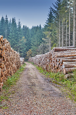 Buy stock photo Tree stumps stacked in a lumber mill outside in a cultivated pine forest in Europe. Deforestation of piles of hardwood timber beside an endless dirt road in a wood lumberyard for material industry.