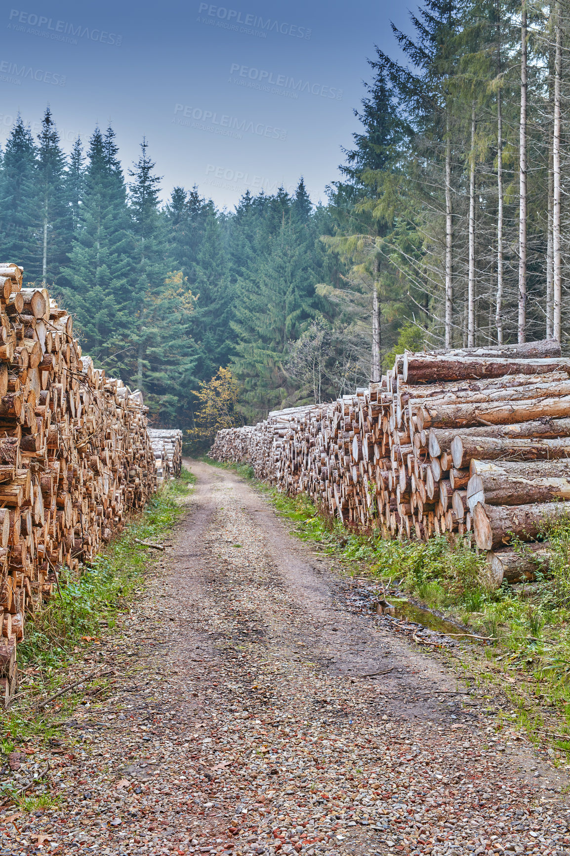 Buy stock photo Tree stumps stacked in a lumber mill outside in a cultivated pine forest in Europe. Deforestation of piles of hardwood timber beside an endless dirt road in a wood lumberyard for material industry.