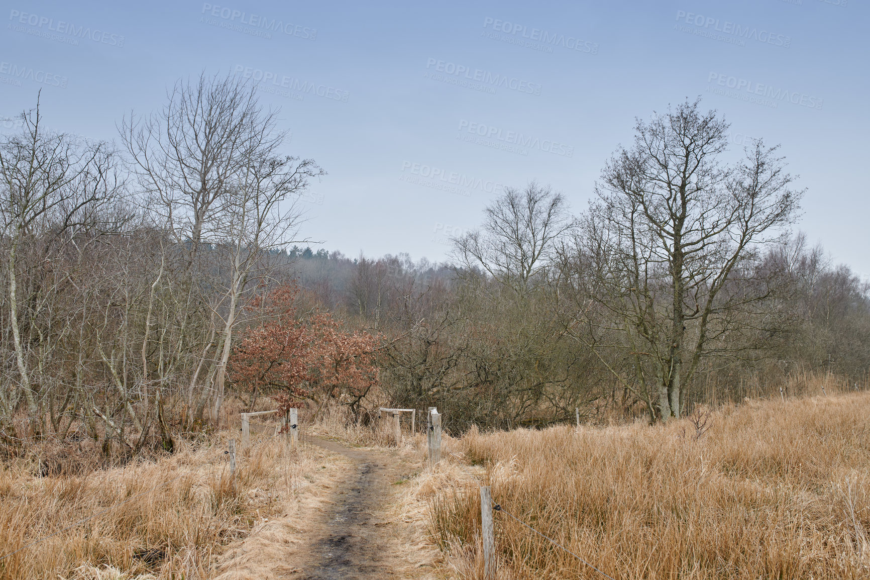 Buy stock photo A road and gate through a dry forest with tall leafless trees and brown meadow in Autumn. Peaceful and scenic landscape with dirt road in the woods leading to mysterious and secluded place in nature